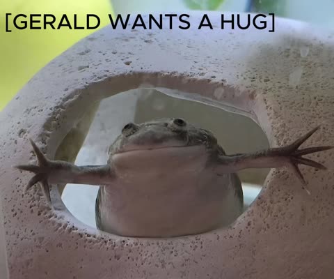 Gerald thumbnail